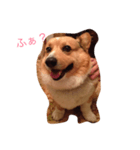 Corgi coro（個別スタンプ：7）