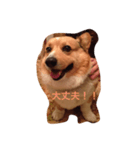 Corgi coro（個別スタンプ：8）
