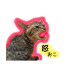 シンクロ（個別スタンプ：14）