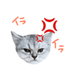 ペルシャのおもち1（個別スタンプ：4）