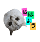 ペルシャのおもち1（個別スタンプ：5）