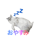 ペルシャのおもち1（個別スタンプ：6）