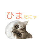 ペルシャのおもち1（個別スタンプ：9）