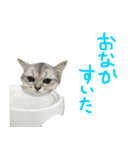 ペルシャのおもち1（個別スタンプ：10）