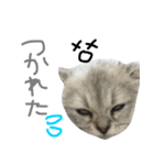 ペルシャのおもち1（個別スタンプ：11）