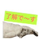 ペルシャのおもち1（個別スタンプ：12）
