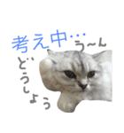 ペルシャのおもち1（個別スタンプ：13）