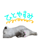 ペルシャのおもち1（個別スタンプ：14）