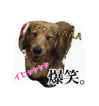 AtoHima Family ☺︎︎（個別スタンプ：16）