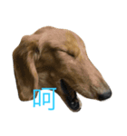 MOMO log-haired sausage dog（個別スタンプ：2）