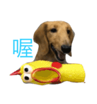 MOMO log-haired sausage dog（個別スタンプ：3）