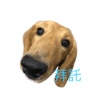 MOMO log-haired sausage dog（個別スタンプ：4）