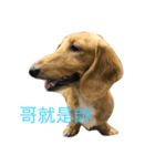 MOMO log-haired sausage dog（個別スタンプ：6）