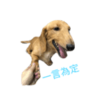 MOMO log-haired sausage dog（個別スタンプ：7）