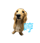 MOMO log-haired sausage dog（個別スタンプ：8）