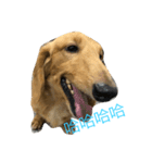 MOMO log-haired sausage dog（個別スタンプ：9）