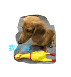 MOMO log-haired sausage dog（個別スタンプ：10）