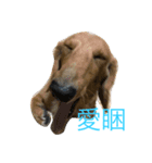 MOMO log-haired sausage dog（個別スタンプ：11）