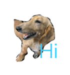 MOMO log-haired sausage dog（個別スタンプ：12）