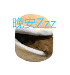 MOMO log-haired sausage dog（個別スタンプ：14）