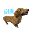 MOMO log-haired sausage dog（個別スタンプ：16）