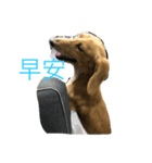 MOMO log-haired sausage dog（個別スタンプ：17）