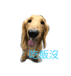 MOMO log-haired sausage dog（個別スタンプ：18）