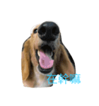 MOMO log-haired sausage dog（個別スタンプ：20）