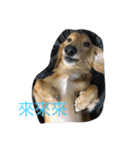 MOMO log-haired sausage dog（個別スタンプ：21）