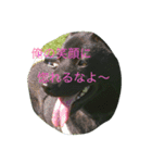 我が家の犬と秋の空（個別スタンプ：2）