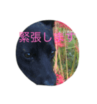 我が家の犬と秋の空（個別スタンプ：3）