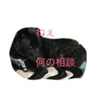 我が家の犬と秋の空（個別スタンプ：5）