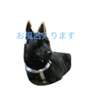 我が家の犬と秋の空（個別スタンプ：7）