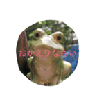 我が家の犬と秋の空（個別スタンプ：8）