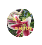 我が家の犬と秋の空（個別スタンプ：10）