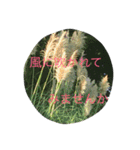 我が家の犬と秋の空（個別スタンプ：13）