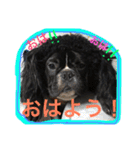 フレンチブルドッグ しうば。もなか。（個別スタンプ：6）