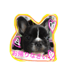 フレンチブルドッグ しうば。もなか。（個別スタンプ：9）