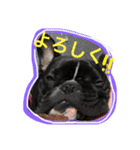 フレンチブルドッグ しうば。もなか。（個別スタンプ：11）