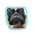 フレンチブルドッグ しうば。もなか。（個別スタンプ：15）