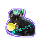 フレンチブルドッグ しうば。もなか。（個別スタンプ：19）