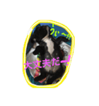 フレンチブルドッグ しうば。もなか。（個別スタンプ：34）