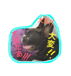 フレンチブルドッグ しうば。もなか。（個別スタンプ：37）