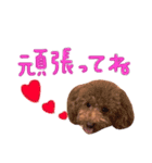 トイプードル ふぅもな（個別スタンプ：2）