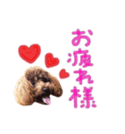 トイプードル ふぅもな（個別スタンプ：3）