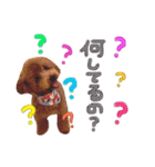 トイプードル ふぅもな（個別スタンプ：9）