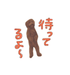 トイプードル ふぅもな（個別スタンプ：11）