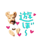 トイプードル ふぅもな（個別スタンプ：12）