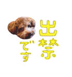 トイプードル ふぅもな（個別スタンプ：13）