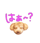 トイプードル ふぅもな（個別スタンプ：14）